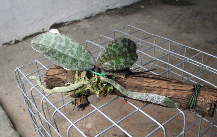 Phalaenopsis lindenii.jpg