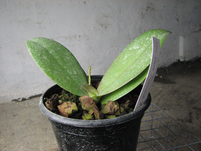 С цветоносом