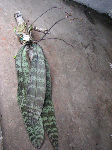 Phalaenopsis philippinensis.jpg