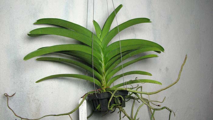 Vanda Udom Gold x Vanda Pranermprai.jpg