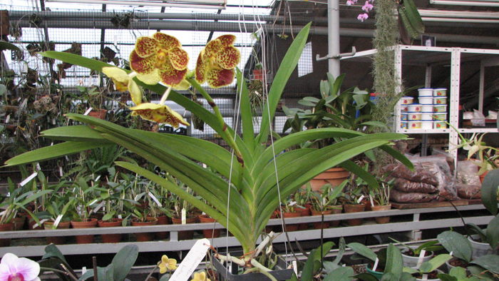 Vanda Thananchai x Ascocenda Kultana Brown.jpg