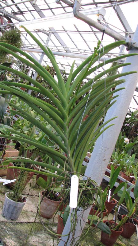 Vanda Merv L Velthuis x Ascocenda Butterfly.jpg