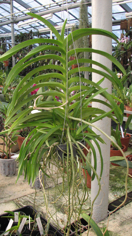 Vanda lamellata x Vanda Kultana Fragrance.jpg