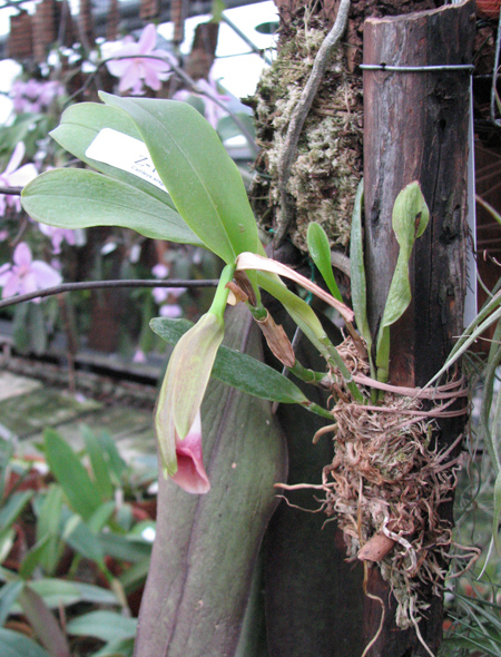 Cattleya araguaiensis x SELF.jpg