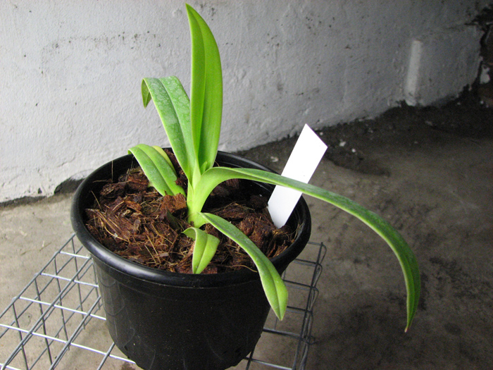 Phragmipedium Memoria Dick Clements.jpg