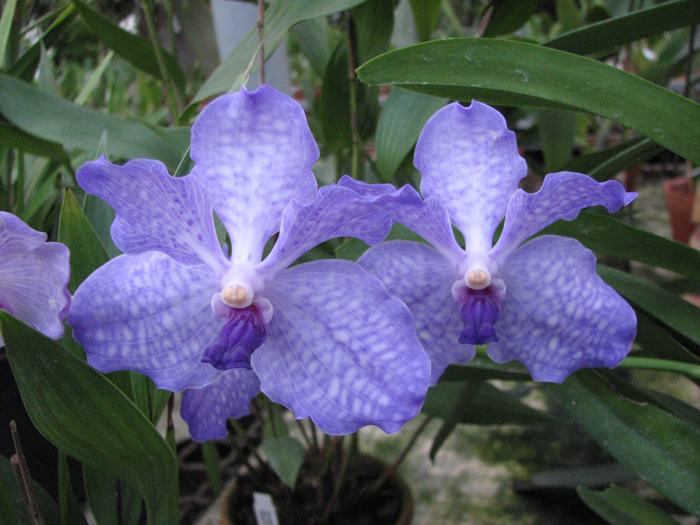 Vanda Sansai Blue.jpg