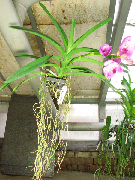 Vanda Kultana Delight x Vanda Banghieckhan Blue x Vanda Dr Anek.jpg