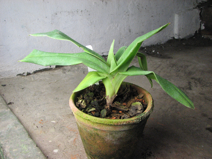 Phragmipedium besseae.jpg