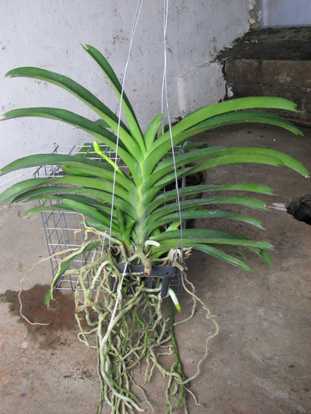 Vanda Somsri Pink x Vanda Golamcos Blue Magic.jpg
