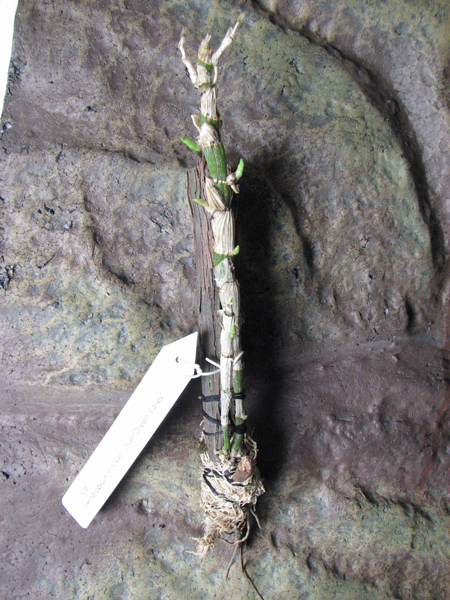 Dendrobium Pocket Lover 'Green Valley'.jpg
