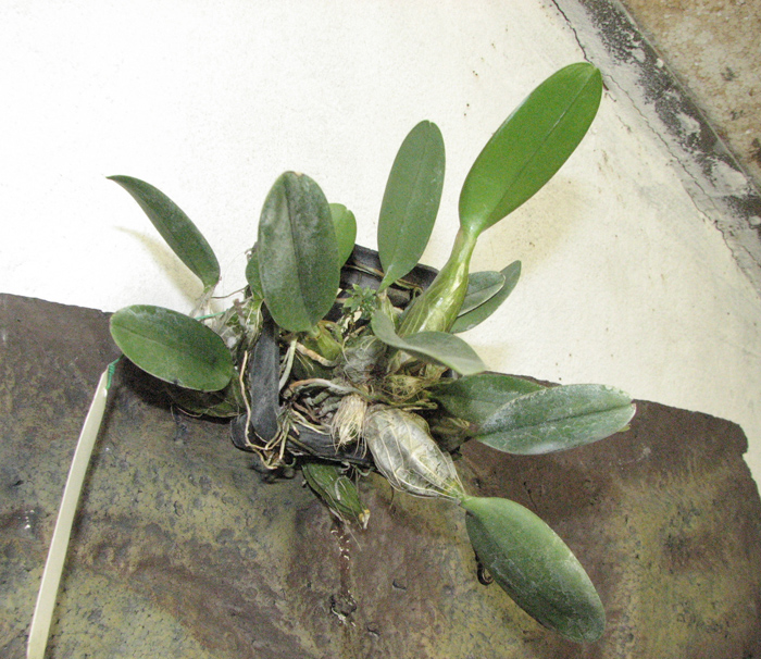 Dendrobium lindleyi.JPG