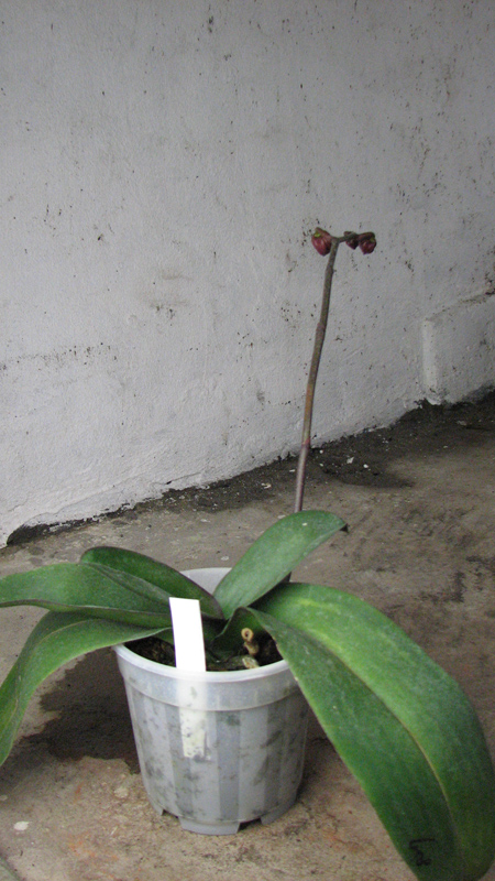 Doritaenopsis King Shiang's Baby 'Yellow Kitty'.jpg