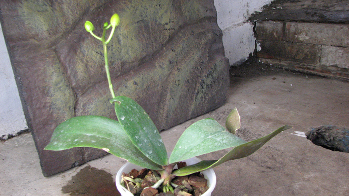 Phalaenopsis Sogo Cake.jpg