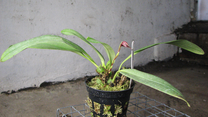 Maxillaria grandimentum.jpg