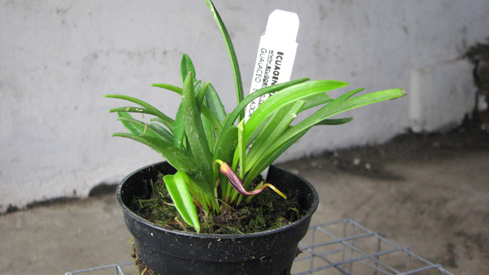 Masdevallia roseola.jpg