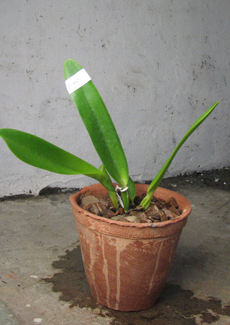 Laelia crispa carnea 'Mignon' x SELF.jpg