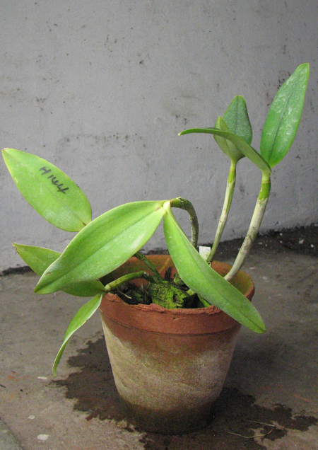 Cattleya Walkerinter.jpg