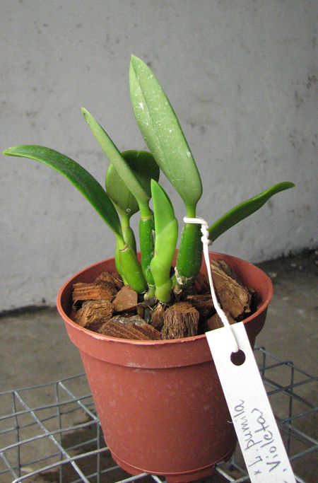 Laelia pumila alba 'HI' х Laelia pumila coerulea 'Violeta'.jpg