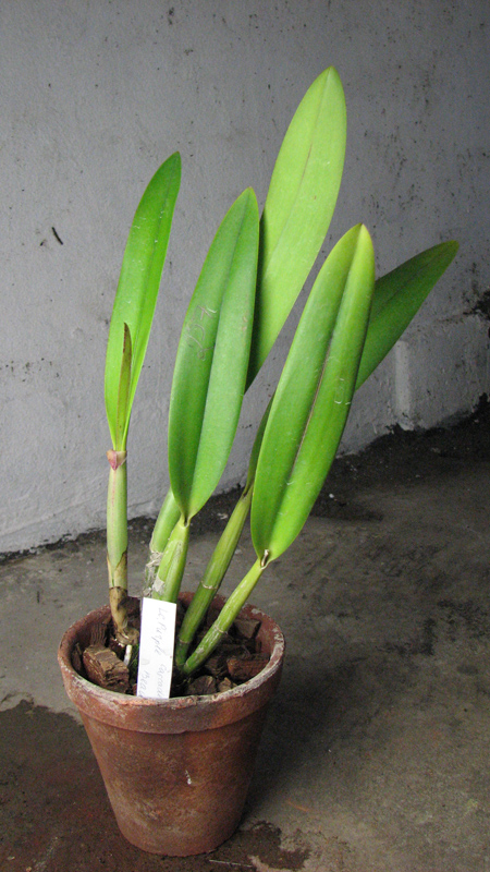 Laeliocattleya Purple Cascade 'Fragrance Beauty'.jpg