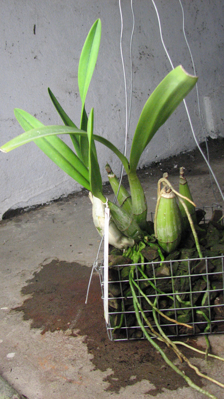 Laelia autumnallis var  xanthotrophis.jpg