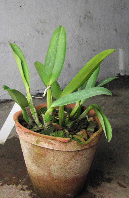 Cattleya labiata amesiana 'Bela' (Z-8) x SELF.jpg