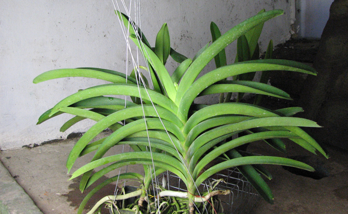 Vanda Kasem's Delight x Vanda Patcharee's Delight.jpg