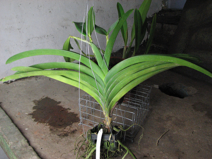 Vanda Vivan x Vanda Chavananonda x Ascocenda Suksamran Spot.jpg