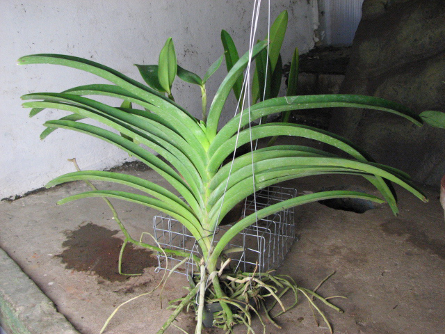 Vanda Chaiya x Vanda Sankamphaeng.jpg