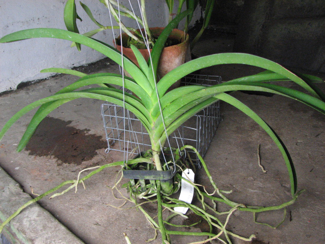 Ascocenda Oriental Lunar Beach x Vanda Chaiya.jpg