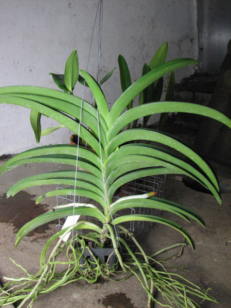 Vanda Kasem's Delight x Vanda Patcharee's Delight.jpg