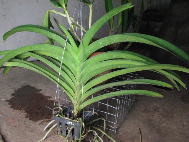 Vanda Kultana Gold x Vanda Lourdes Apostal.jpg