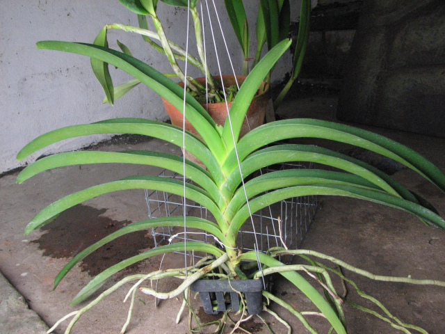 Ascocenda Krailerk White x Ascocenda Jakkrit Gold x Vanda Kultana Gold.jpg