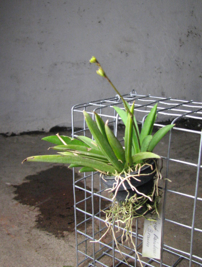 Oncidium (Tolumnea) Mix.jpg