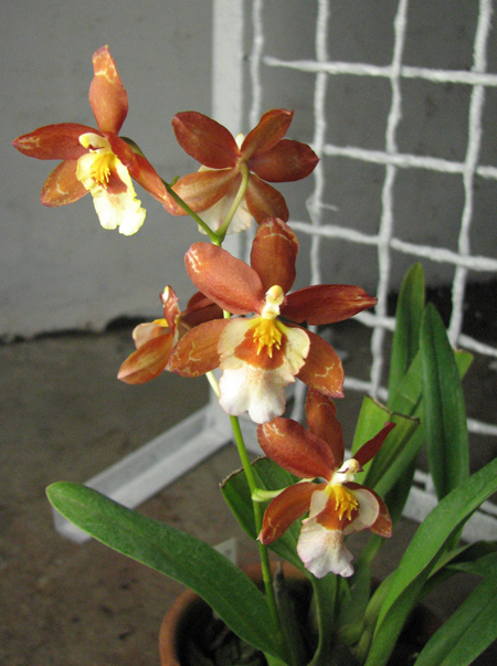 Burrageara Kilquea 'Hawaii'.jpg