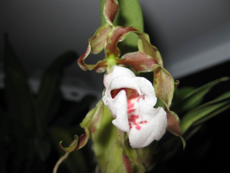 Resize of IMG_6286.JPG