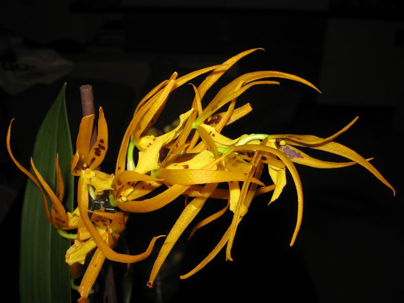 Resize of IMG_6207.JPG