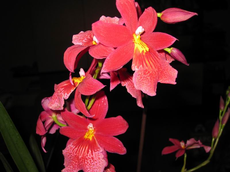 Resize of IMG_6274.JPG