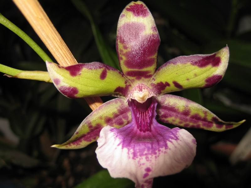 Resize of IMG_6453.JPG