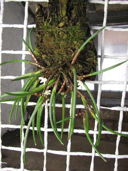 Ceratostylis incognita.jpg