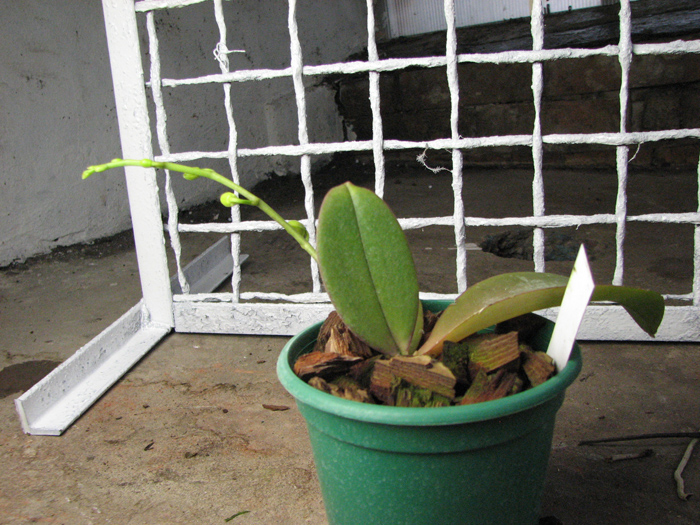 Phalaenopsis Mini Mark 'Maria Teresa'.jpg
