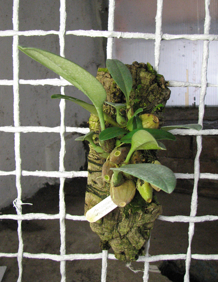 Bulbophyllum papulosum.jpg