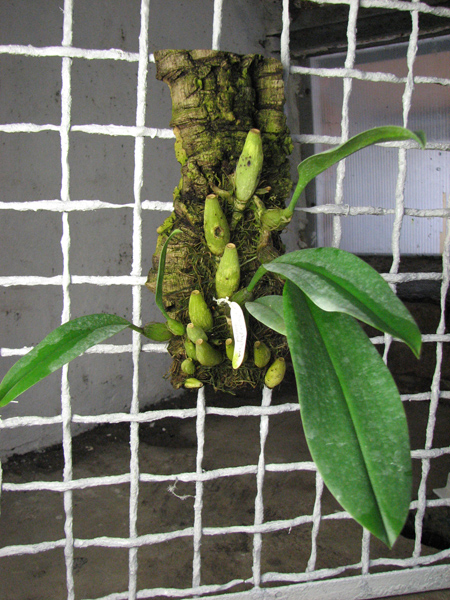 Bulbophyllum dearei.jpg