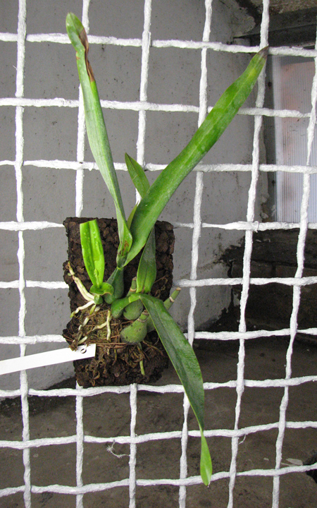 Prosthechea vitellina.jpg