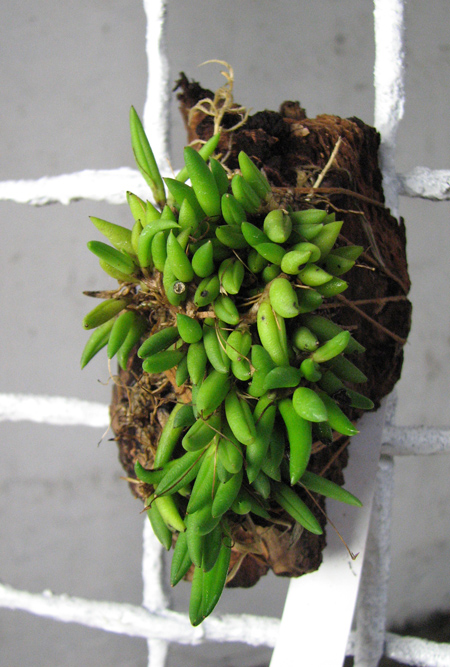 Pleurothallis leptotifolia.jpg