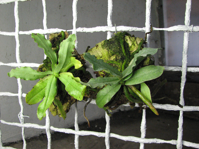 Aerangis somalensis.jpg