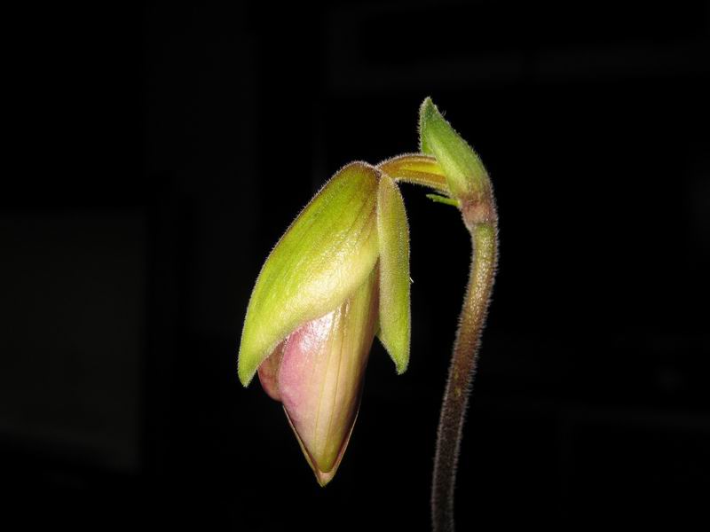 Paphiopedilum hainanense