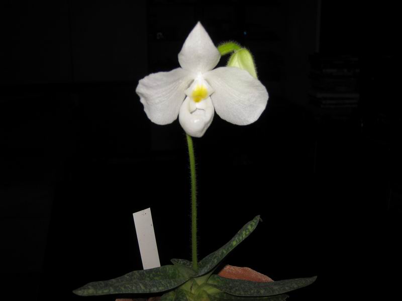 Paphiopedilum delenatii alba