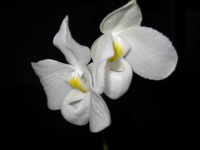 Paphiopedilum delenatii alba