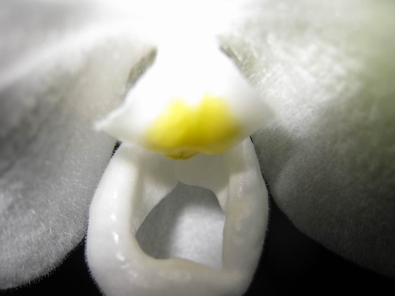 Paphiopedilum delenatii alba