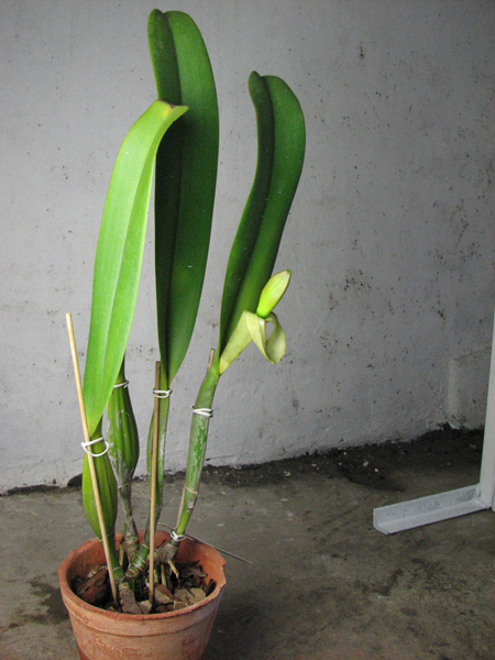 Brassolaeliocattleya Success Dream 'Miracles'.jpg